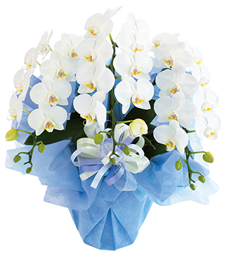 大阪・中之島 サトウ花店 ～御供のお花特集～