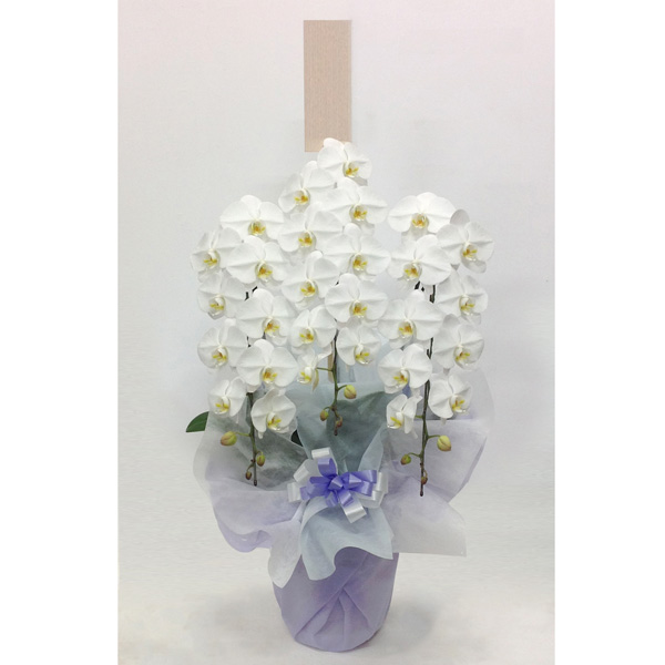 胡蝶蘭3本立白です。金額は税抜三万円です。