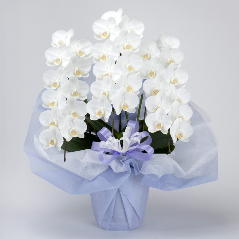 ミニ胡蝶蘭一万五千円です。