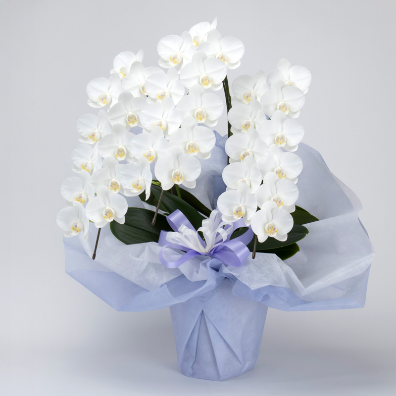 ミニ胡蝶蘭一万五千円です。