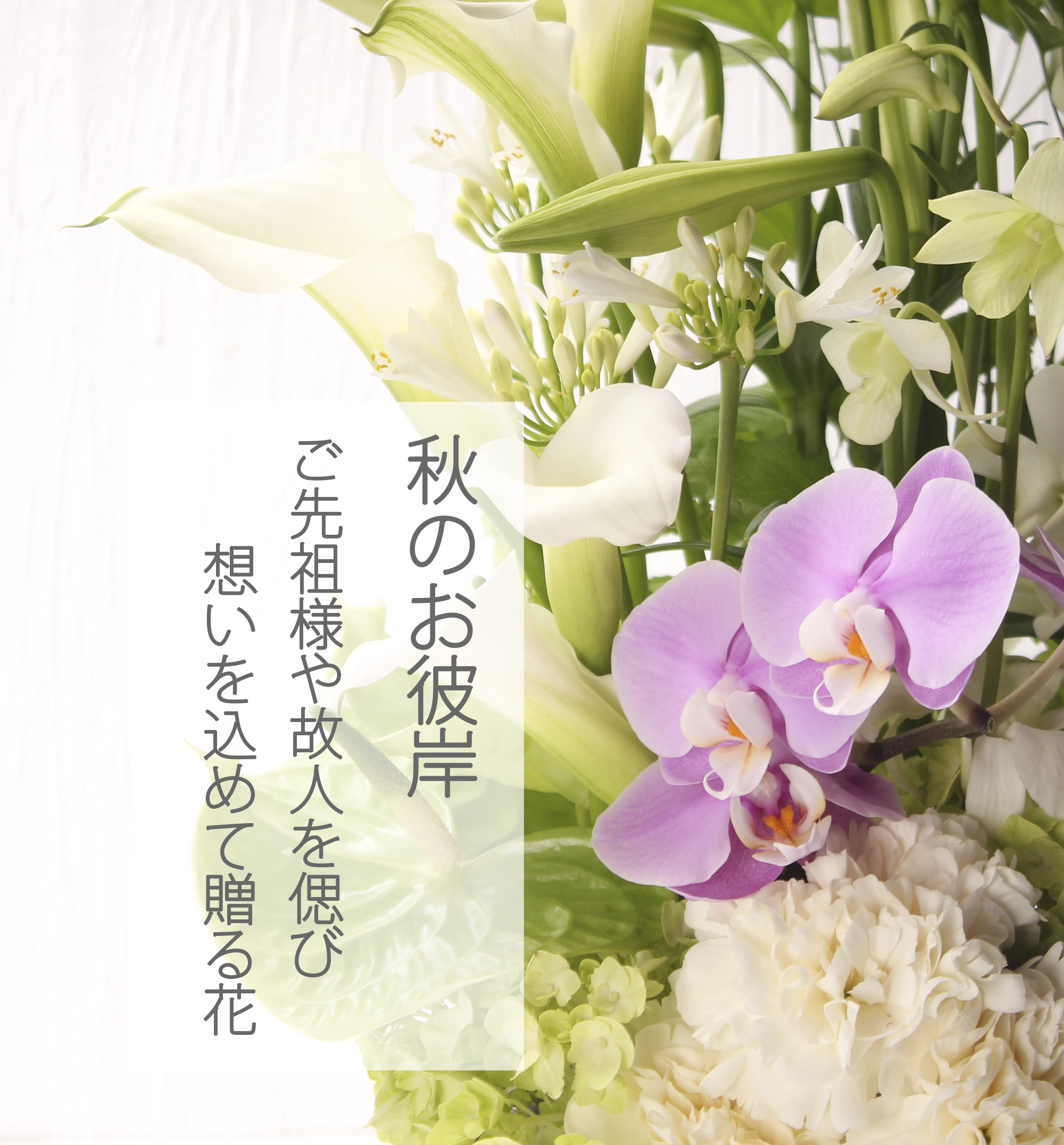 特撰胡蝶蘭5本立白。金額は税抜六万円です。