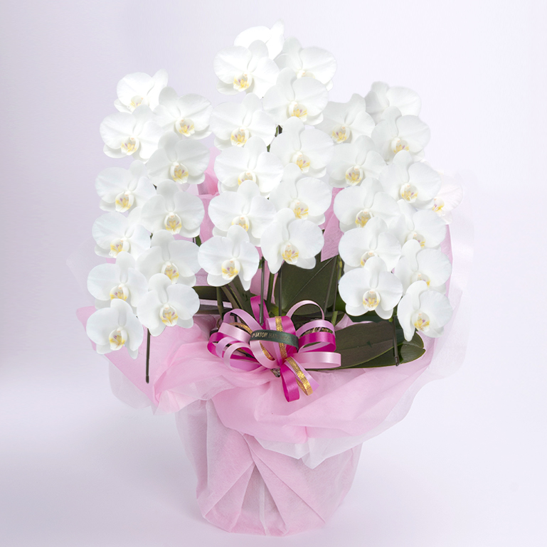 ミニ胡蝶蘭3本立ち白色の画像です。