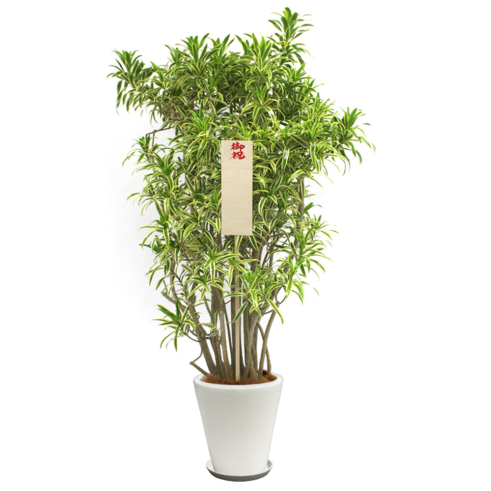 ソング・オブ・インディアという観葉植物の画像です。金額は税抜三万円です。