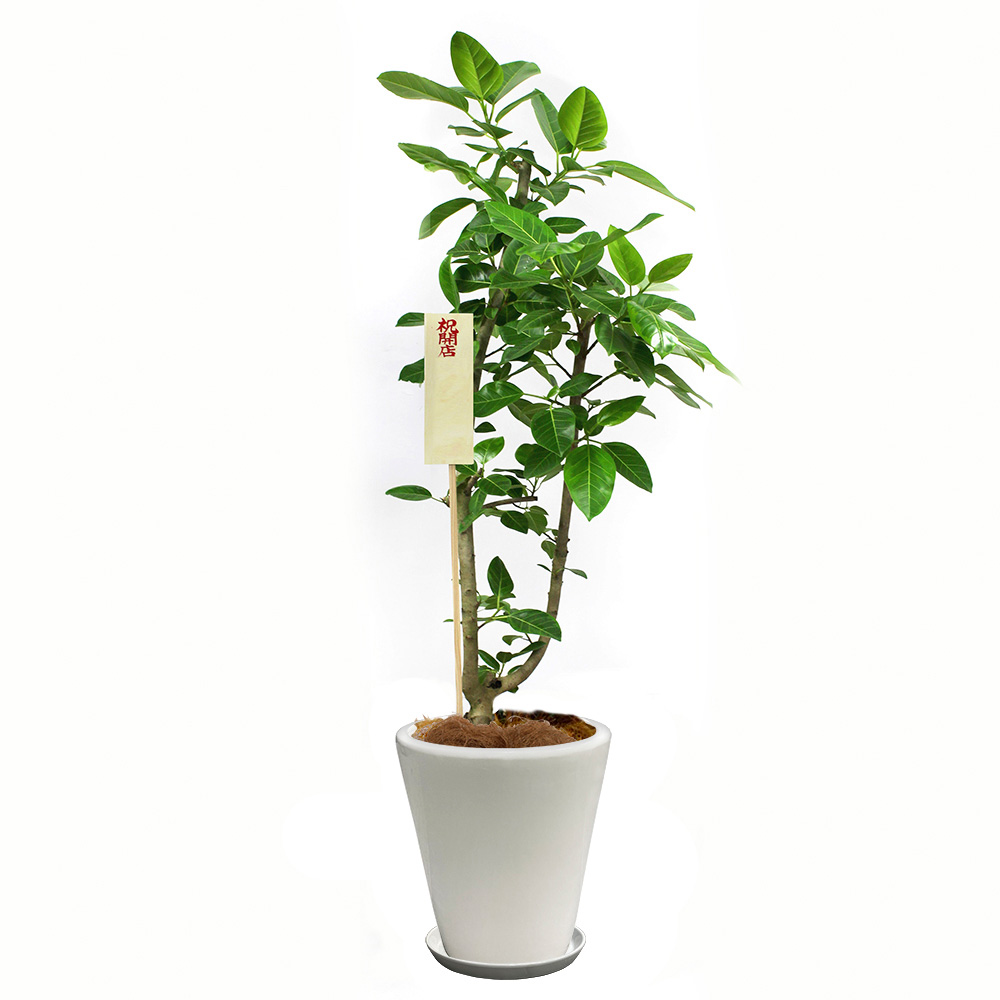 アルテシマゴムという観葉植物の画像です。金額は税抜三万円です。