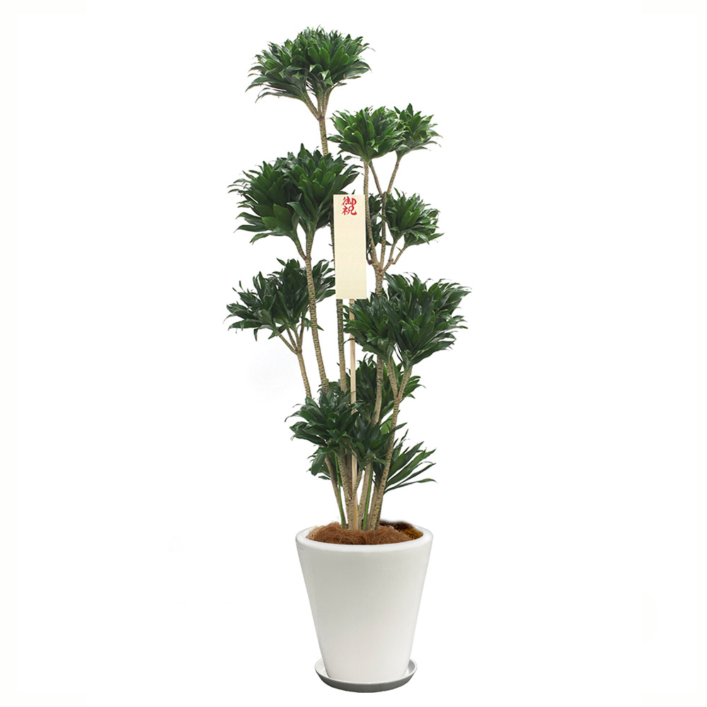 コンパクタという観葉植物の画像です。金額は税抜三万円です。