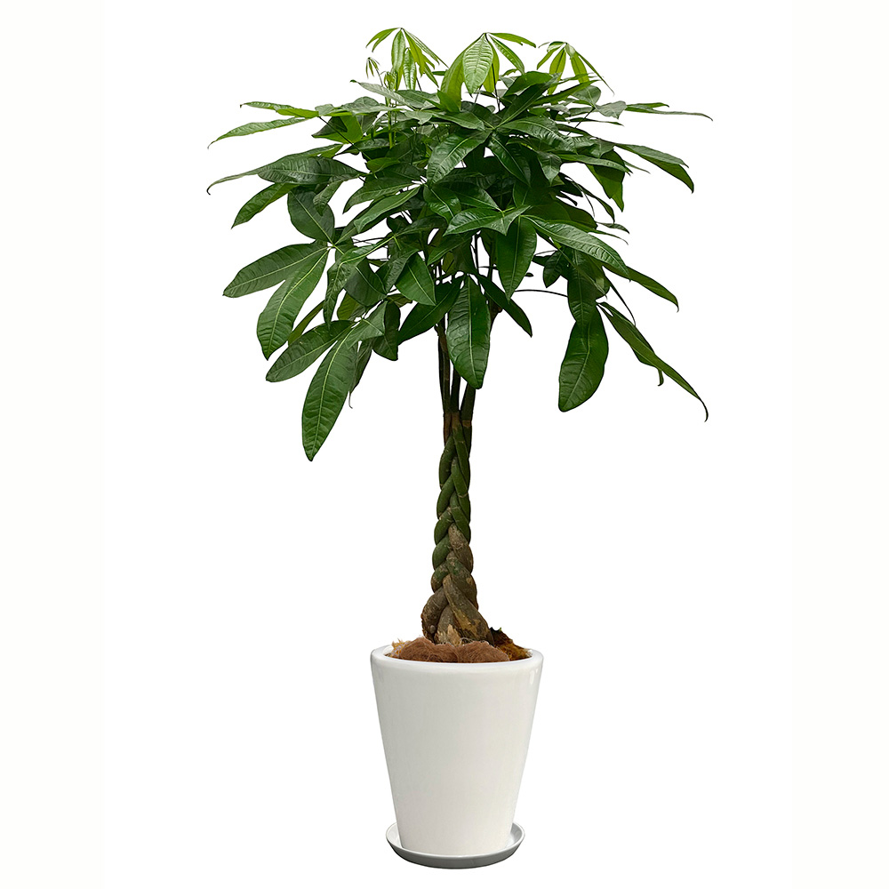 パキラという観葉植物の画像です。金額は税抜二万円です。