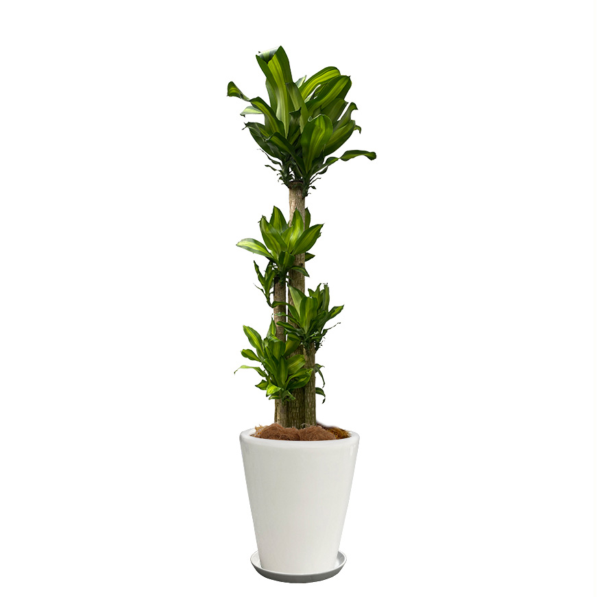幸福の木/マッサンゲアナという観葉植物の画像です。金額は税抜二万円です。
