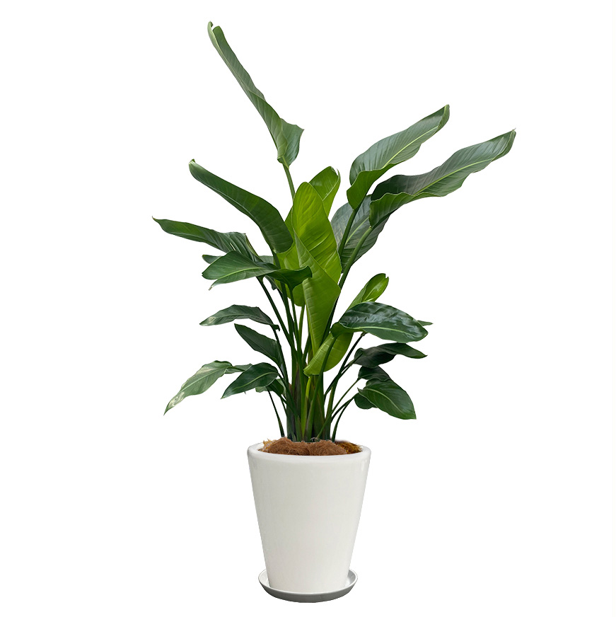 オーガスタという観葉植物の画像です。金額は税抜二万円です。