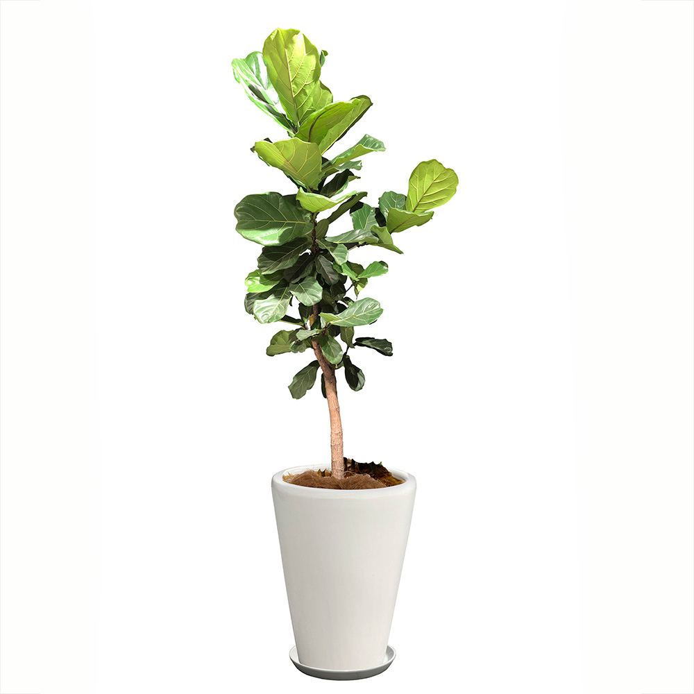 カシワバゴムという観葉植物の画像です。金額は税抜一万五千円です。