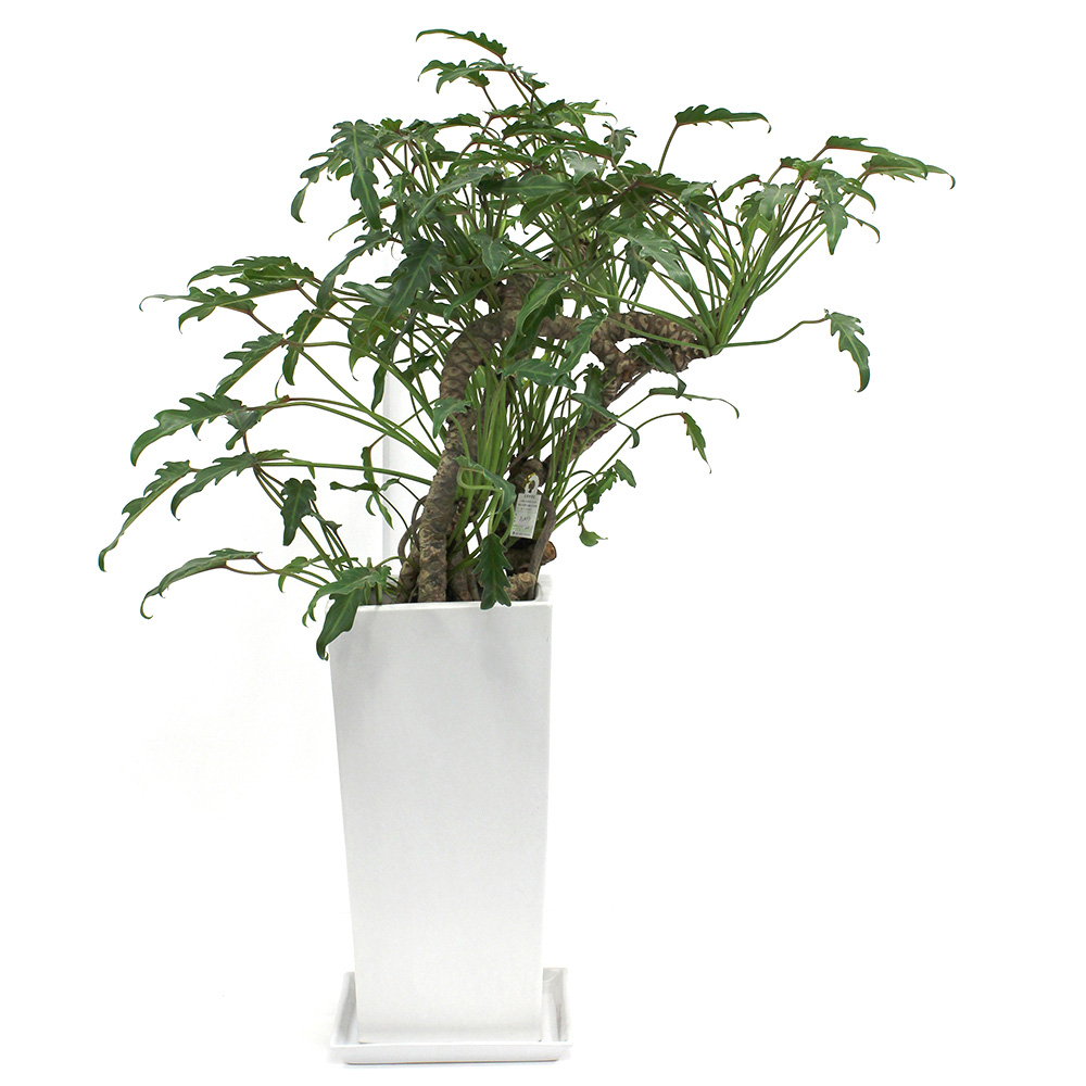 クッカバラという観葉植物の画像です。金額は税抜一万五千円です。