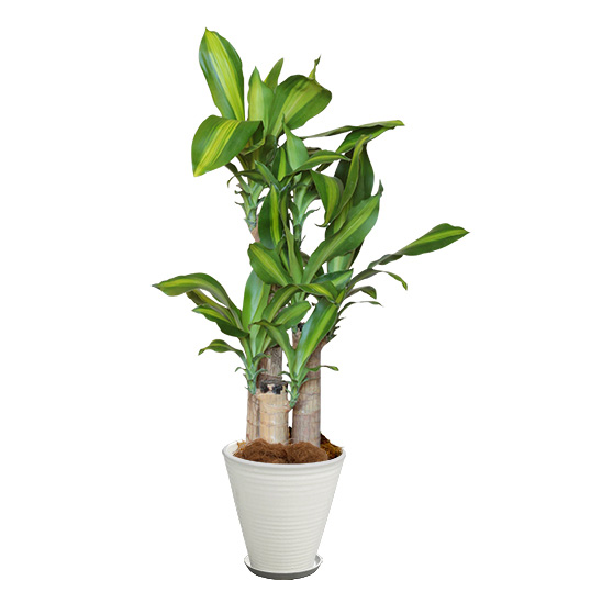 幸福の木/マッサンゲアナという観葉植物の画像です。金額は税抜一万円です。