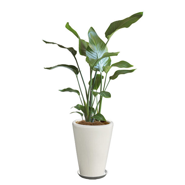 オーガスタという観葉植物の画像です。金額は税抜一万円です。