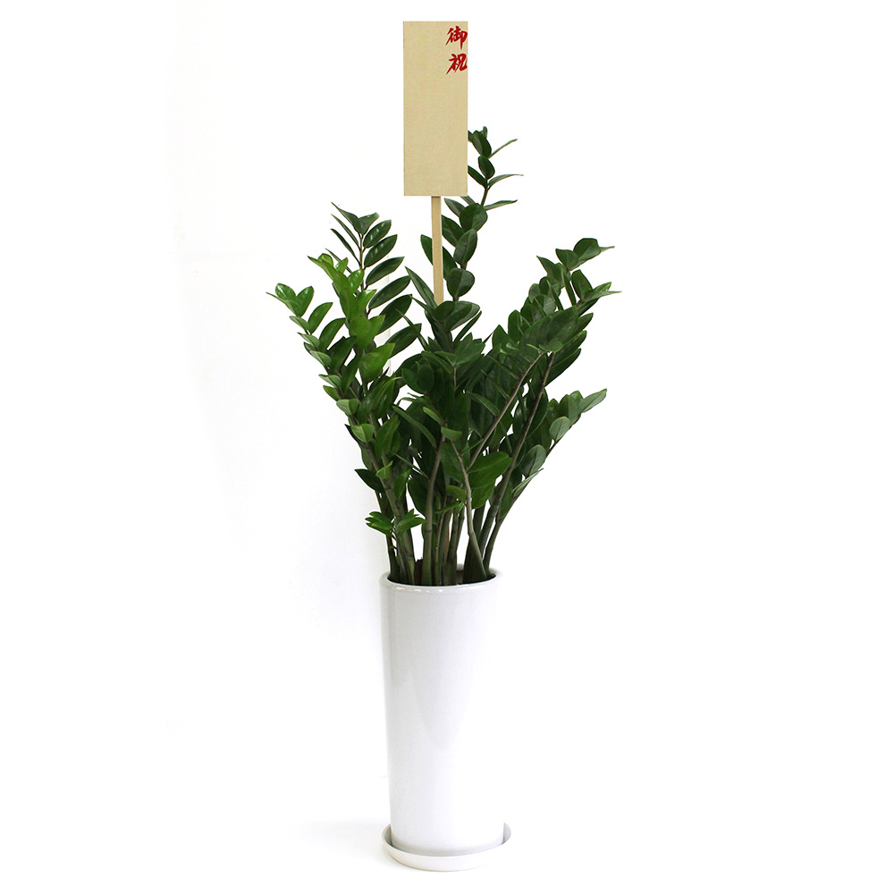 ザミフォーリアという観葉植物の画像です。金額は税抜一万円です。