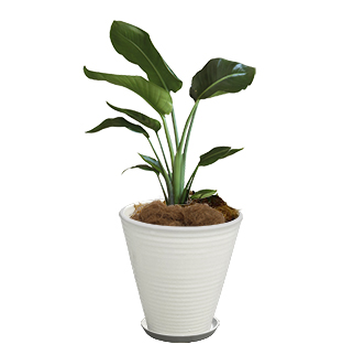 オーガスタという観葉植物の画像です。金額は税抜五千円です。