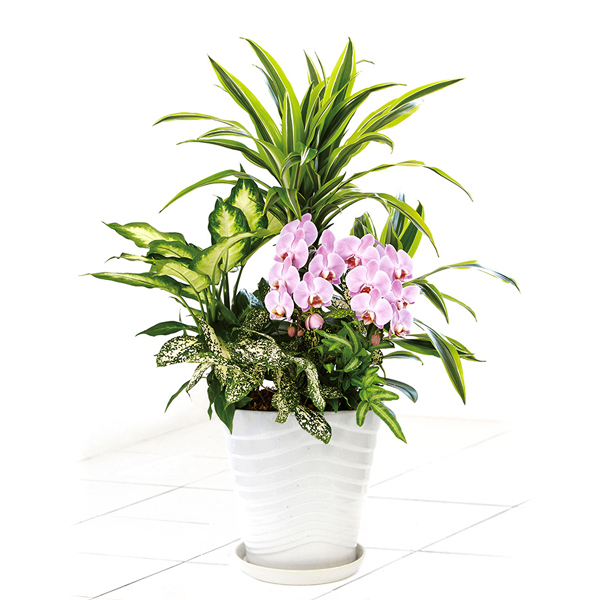 ディッシュガーデンの画像です。金額は税抜一万五千円です。