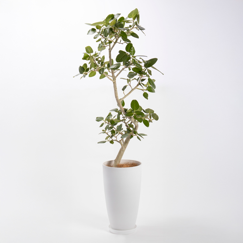 ベンガルゴムという観葉植物です。金額は税抜三万円です。