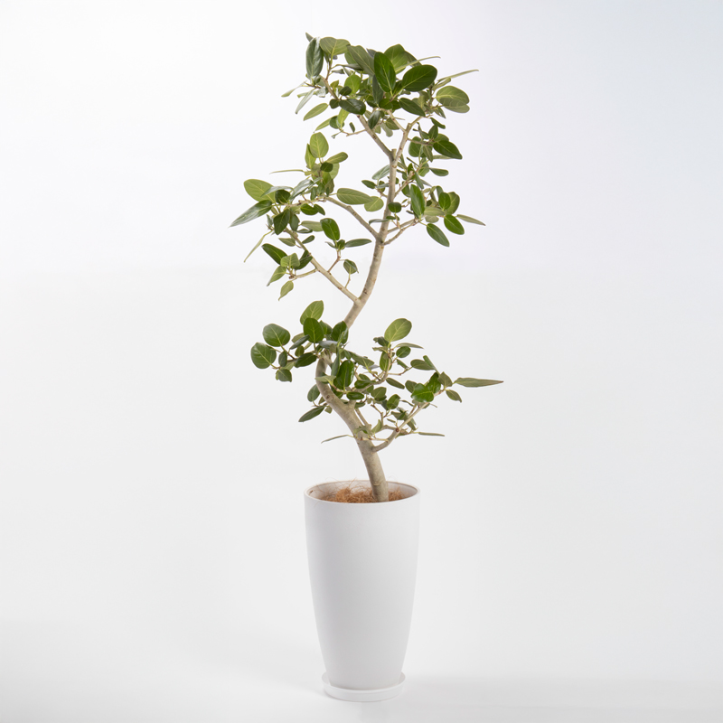 ベンガルゴムという観葉植物です。