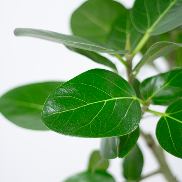 ベンガルゴムという観葉植物です。