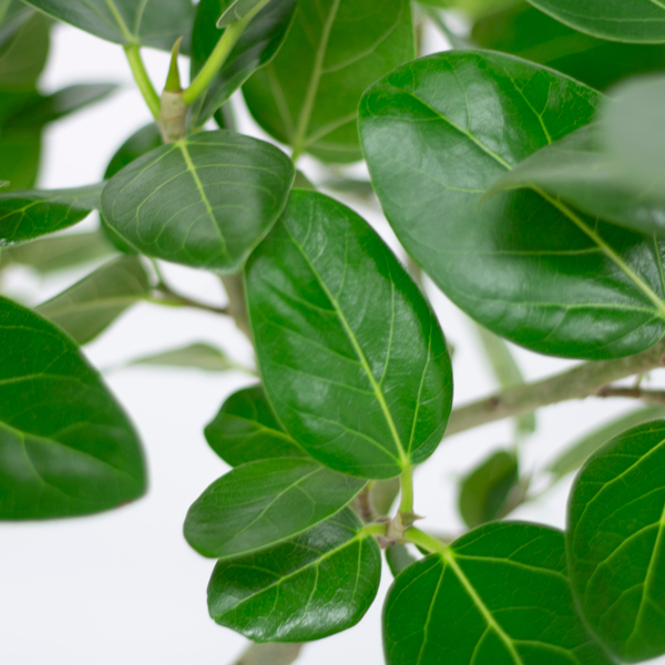 ベンガルゴムという観葉植物です。