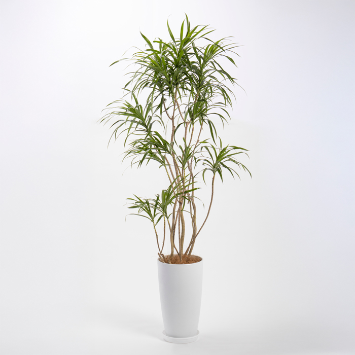 レフレクサという観葉植物です。金額は税抜二万五千円です。