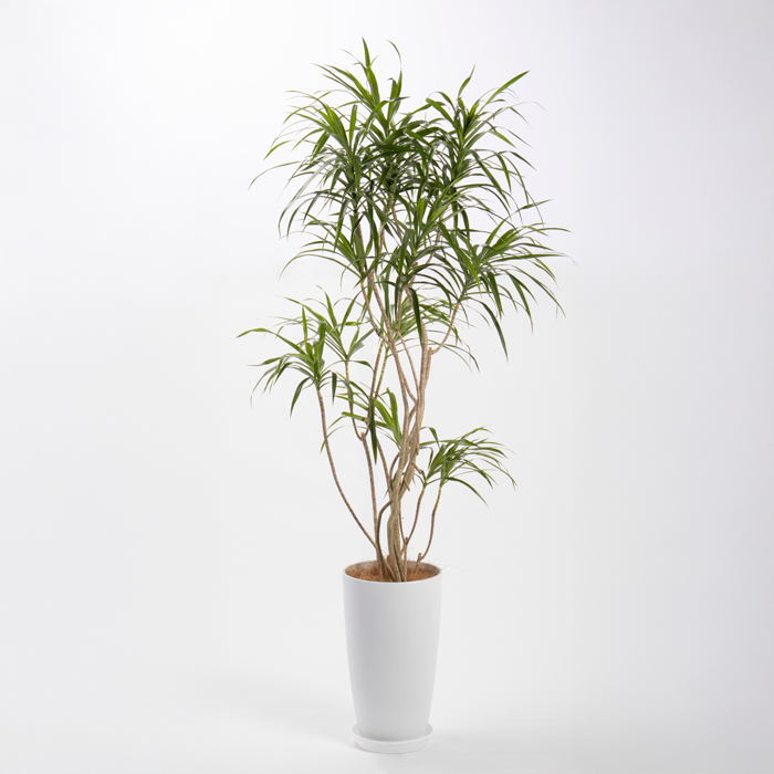 レフレクサという観葉植物です。