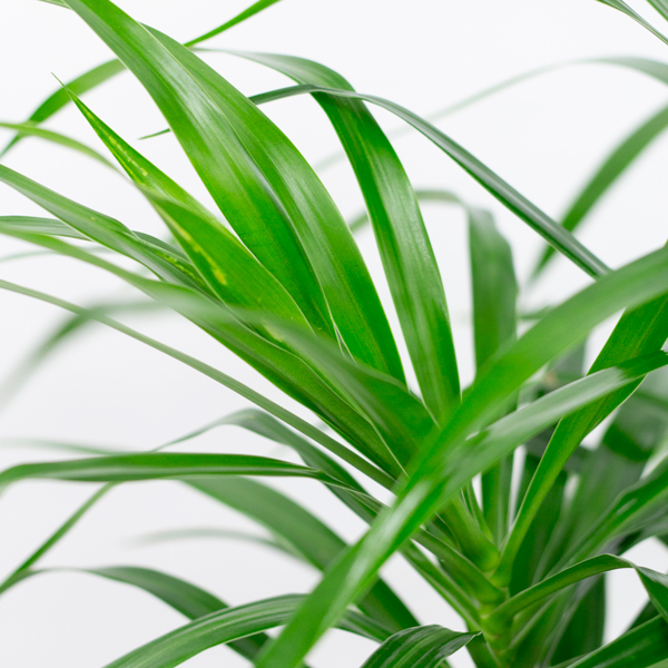 レフレクサという観葉植物です。