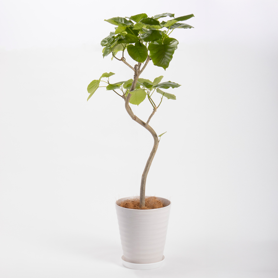 ウンベラータという観葉植物です。金額は税抜一万五千円です。