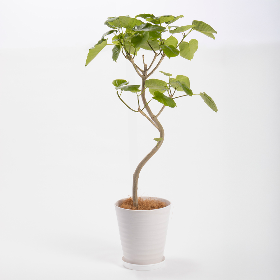 ウンベラータという観葉植物です。