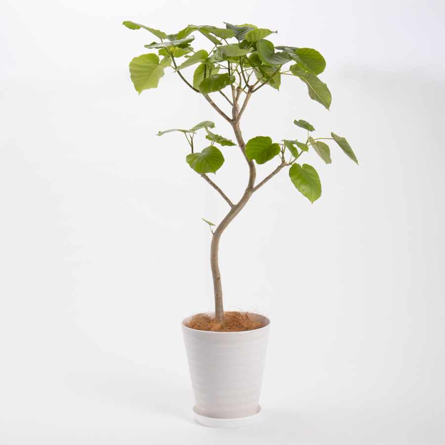 ウンベラータという観葉植物です。