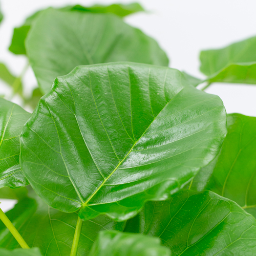 ウンベラータという観葉植物です。