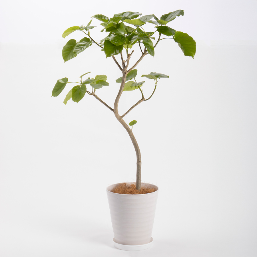 ウンベラータという観葉植物です。金額は税抜一万五千円です。