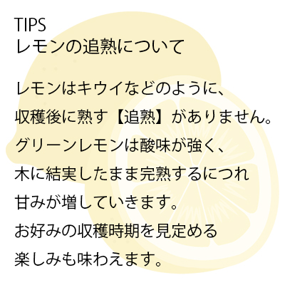 シトラスレモンという観葉植物です。金額は税抜五千円です。