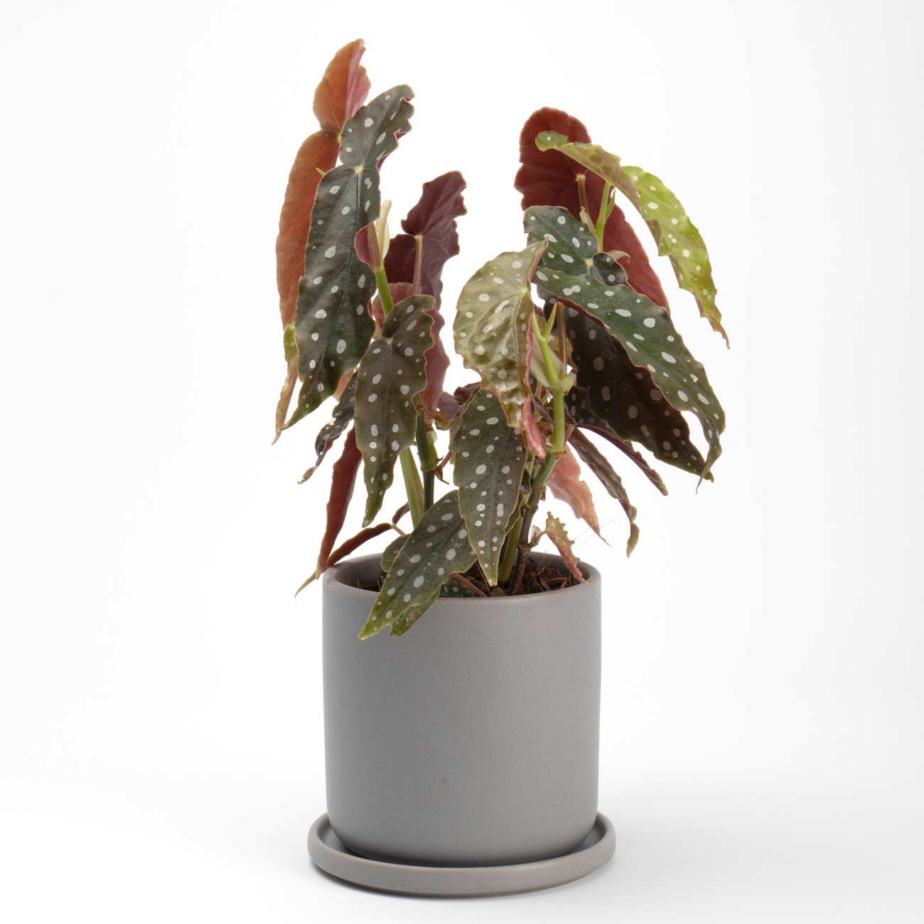 マラクータという観葉植物です。金額は税抜五千円です。