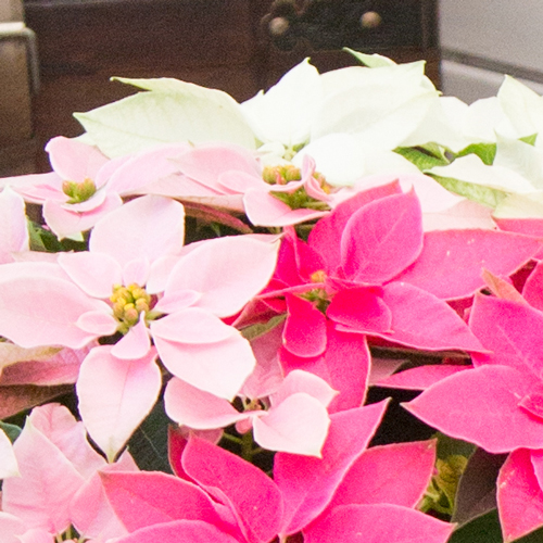 ポインセチア鉢物プリンセチア紅白