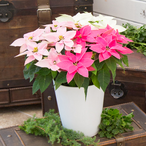 ポインセチア鉢物プリンセチア紅白