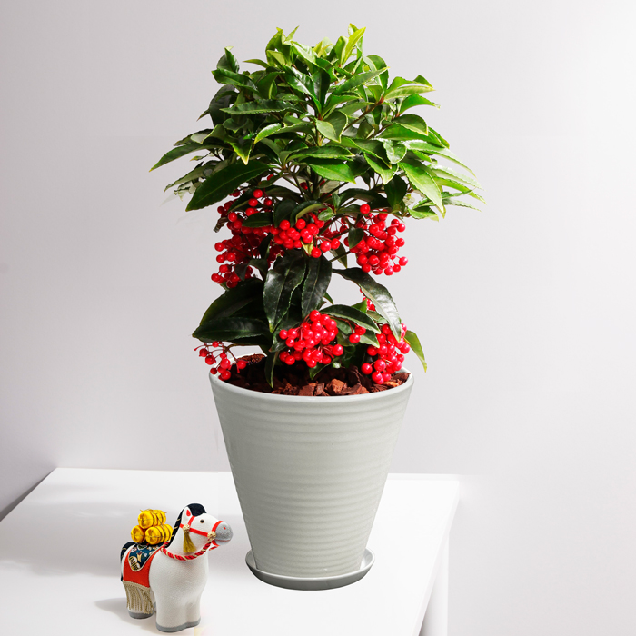 シンビジューム鉢物マリーローランサン