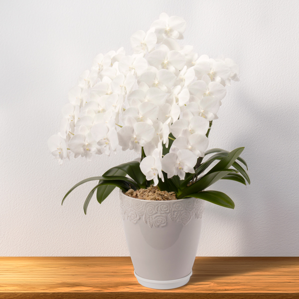 お供え蘭鉢ミニ胡蝶蘭３本立ち