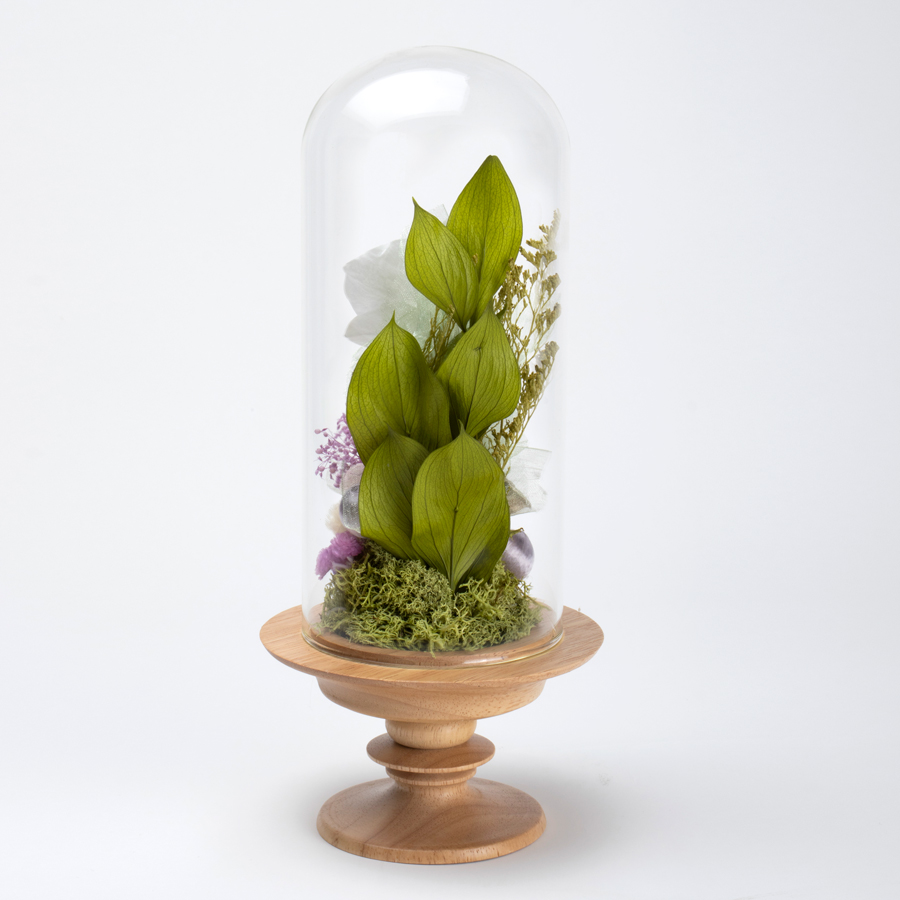 迎春ミニ胡蝶蘭