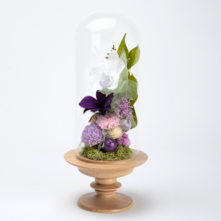 迎春ミニ胡蝶蘭