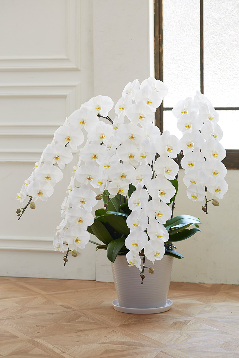 胡蝶蘭・季節の蘭